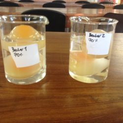 Egg osmosis lab report pdf