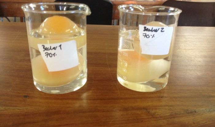 Egg osmosis lab report pdf