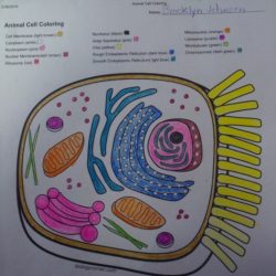 Plant cell coloring sheet answer key