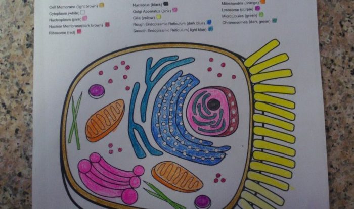 Plant cell coloring sheet answer key