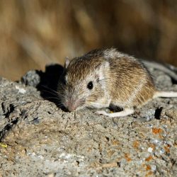 Pocket mouse rock inaturalist