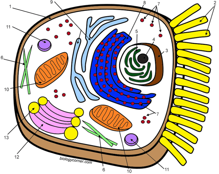 Plant cell coloring sheet answer key