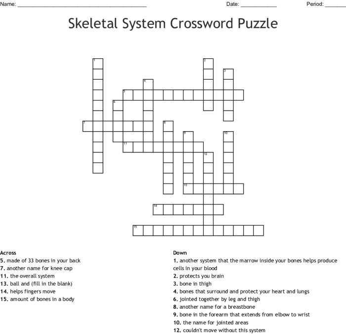 Skeletal system crossword puzzle answers