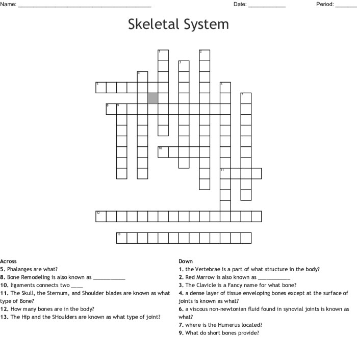 Skeletal system crossword puzzle answers