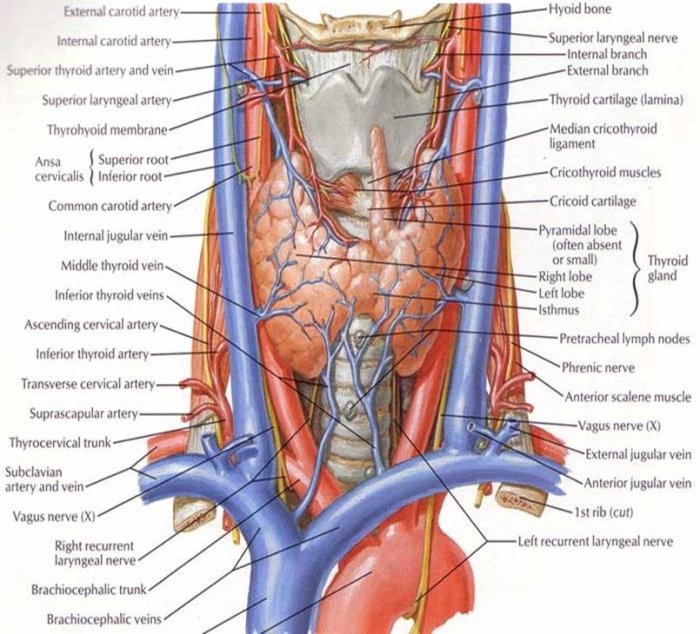 Thyroid gland artery throat arteries carotid veins vascular السمنه الغده دكتور جميل physiology graves تركيبات britannica csi plymouth colony