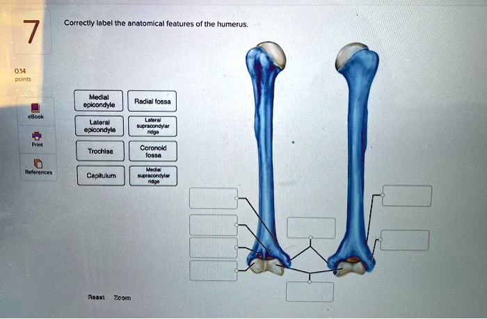 Humerus