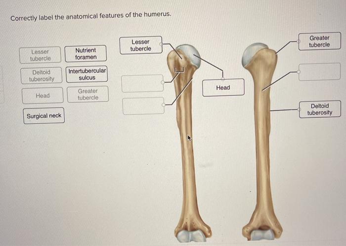 Anatomy bone physiology long bones diagram human muscle drawing muscles leg fitness training health illustrations choose board info