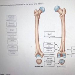 Correctly label the anatomical features of the humerus