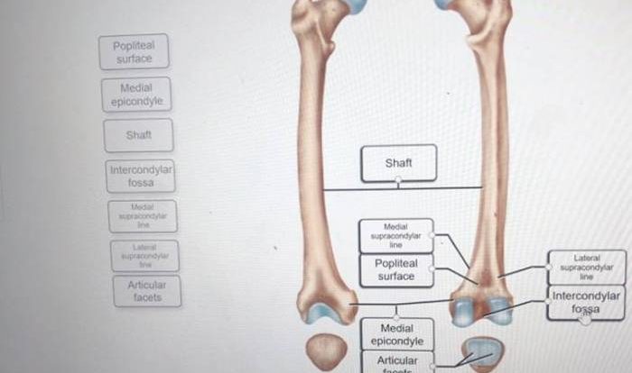 Correctly label the anatomical features of the humerus