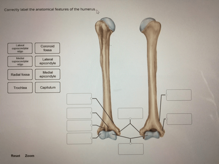 Correctly label the anatomical features of the humerus