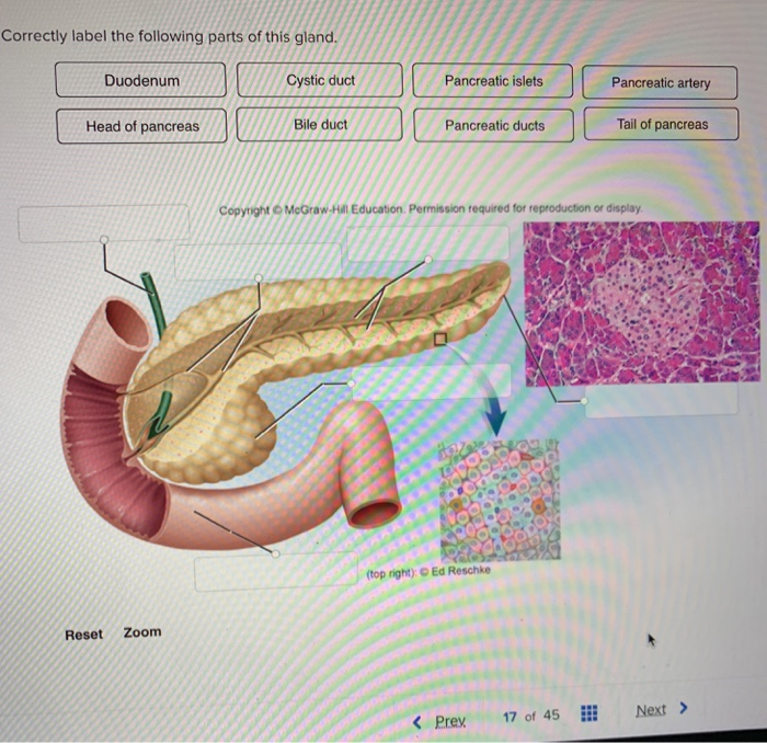 Pancreas anatomy endocrine physiology