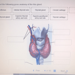 Correctly label the following gross anatomy of the gland